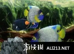 美丽水族馆DS 截图1