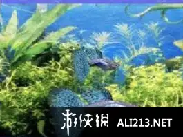 美丽水族馆DS 截图3