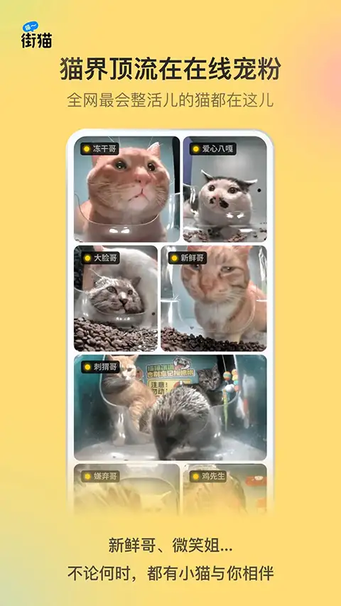 哈啰街猫app 截图3