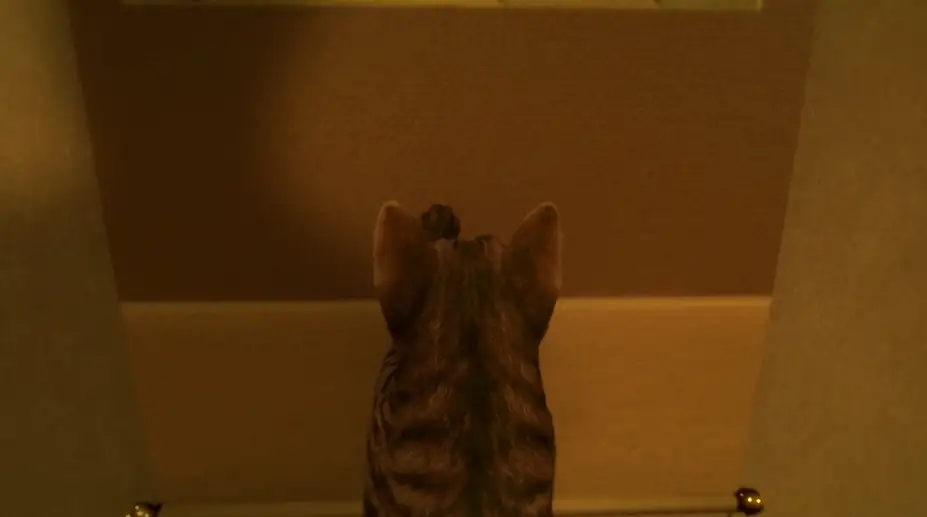 猫还在逃吗？ 截图1